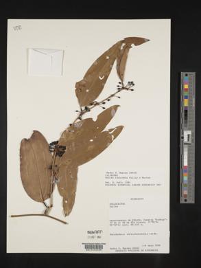 Smilax luculenta image