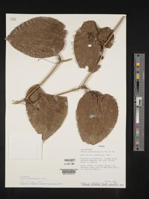 Smilax subpubescens image