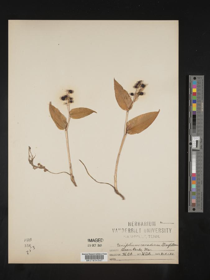 Unifolium canadense image