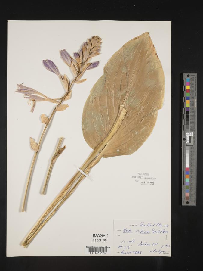Hosta ventricosa image