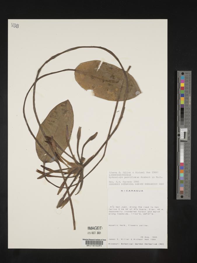 Hydrocleys parviflora image