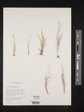 Aristida capillacea image