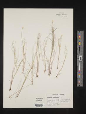 Aristida capillacea image