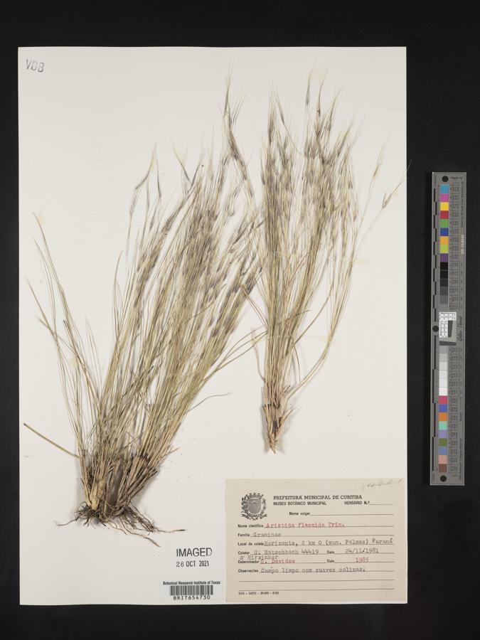 Aristida flaccida image