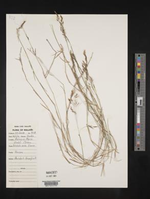 Aristida recta image