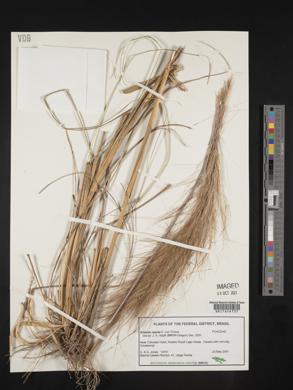 Aristida riparia image