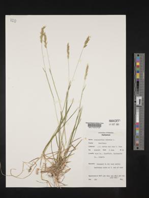 Anthoxanthum odoratum image