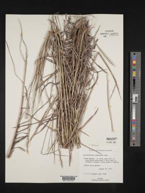 Andropogon semiberbis image