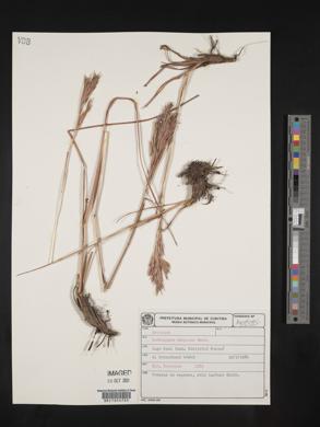 Andropogon virgatus image