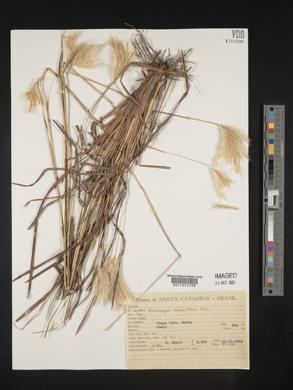 Andropogon macrothrix image