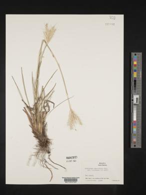 Andropogon macrothrix image