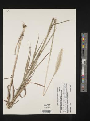 Bothriochloa laguroides image