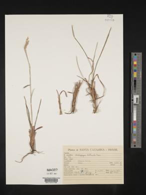 Andropogon lateralis image