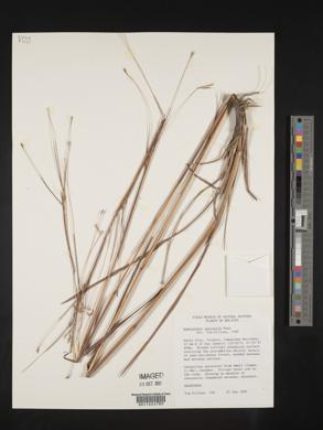 Andropogon lateralis image