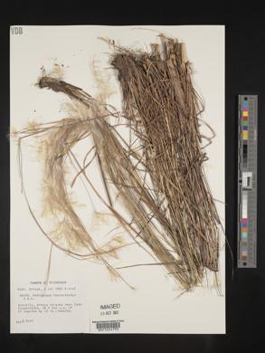 Andropogon leucostachyus image
