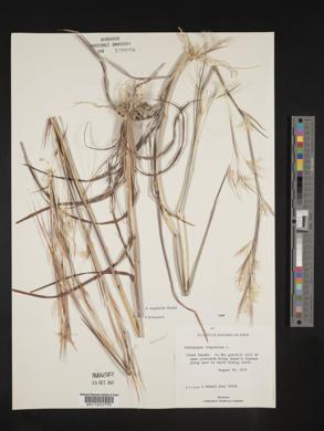 Andropogon longiberbis image