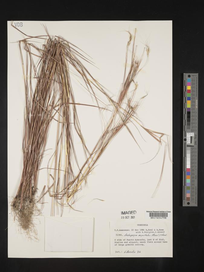 Andropogon angustatus image