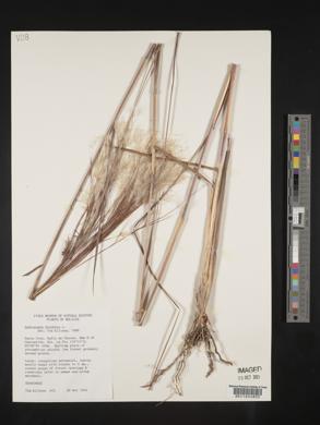 Andropogon bicornis image