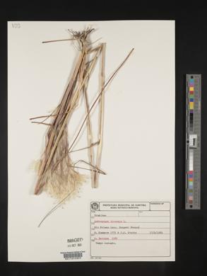 Andropogon bicornis image