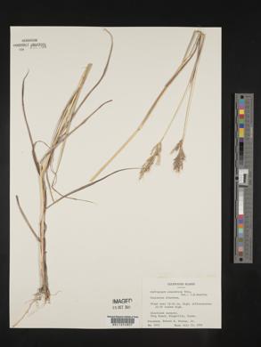 Bothriochloa bladhii image