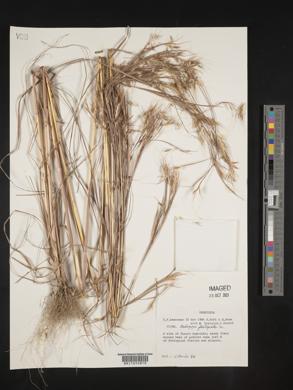 Andropogon fastigiatus image