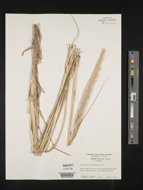 Ammophila breviligulata image