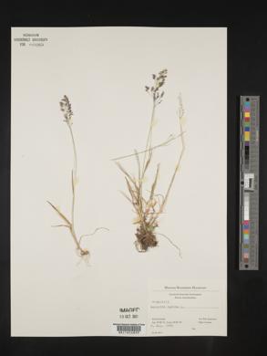 Agrostis canina image