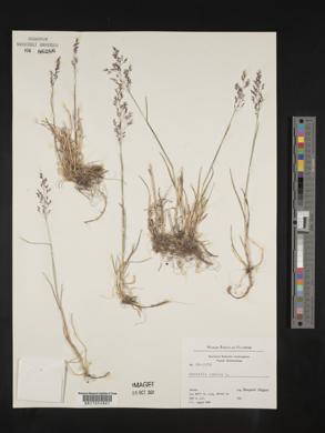 Agrostis canina image