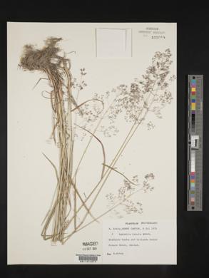 Agrostis capillaris image