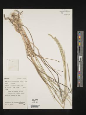 Elymus lanceolatus subsp. psammophilus image