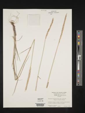 Elymus trachycaulus subsp. subsecundus image