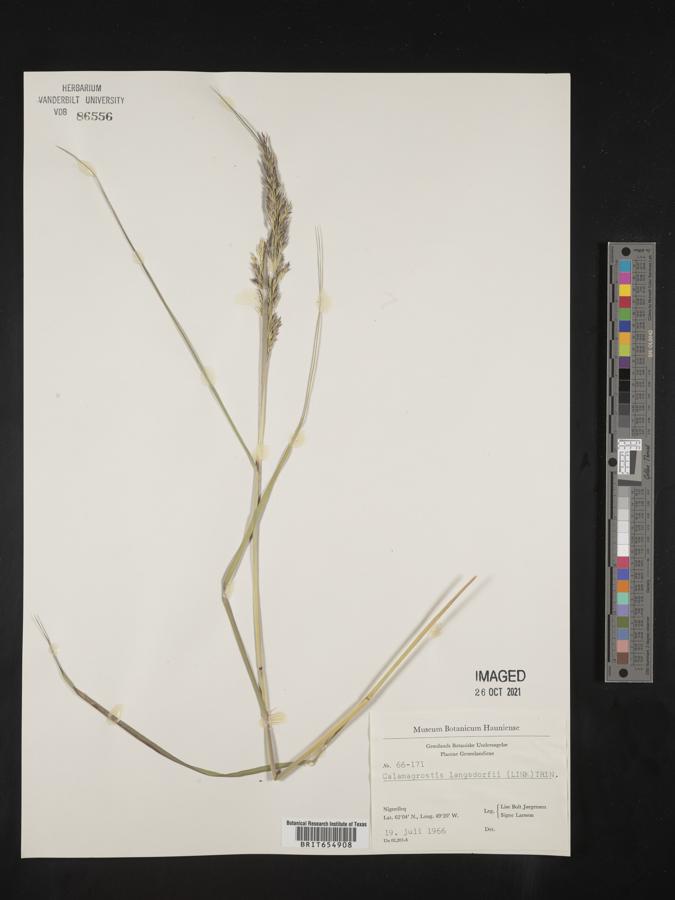 Calamagrostis langsdorffii image