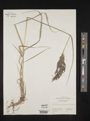 Calamagrostis langsdorffii image