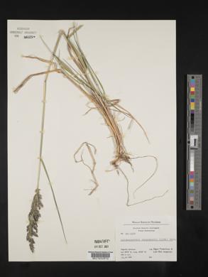 Calamagrostis langsdorffii image