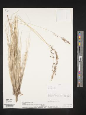 Calamagrostis recta image