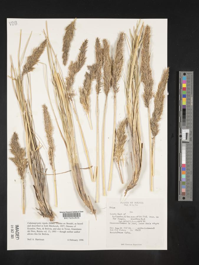 Calamagrostis rigida image