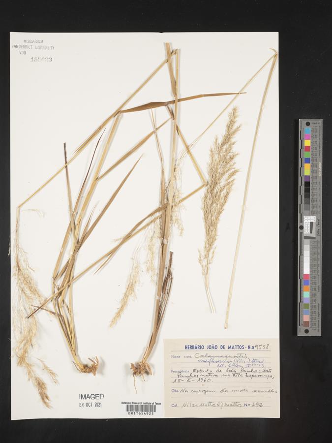 Calamagrostis viridiflavescens image