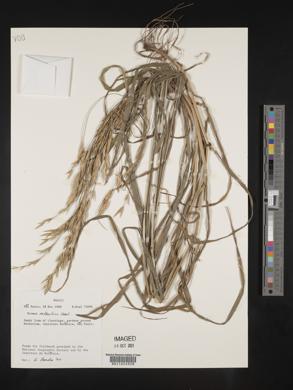 Bromus catharticus image