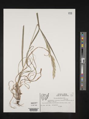 Bromus catharticus image