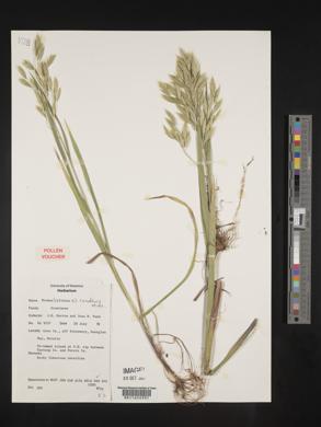 Bromus ciliatus var. ciliatus image