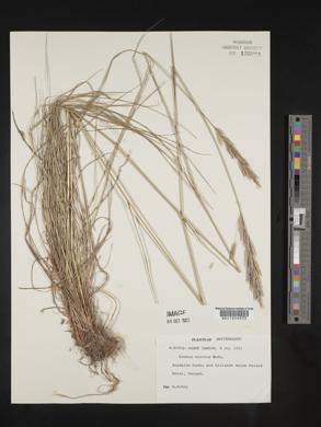 Bromus erectus image