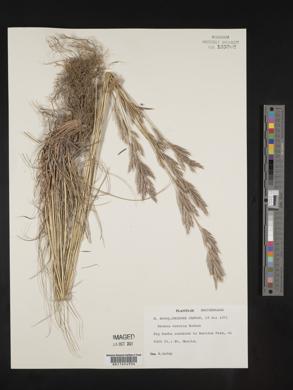 Bromus erectus image