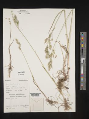 Bromus racemosus image