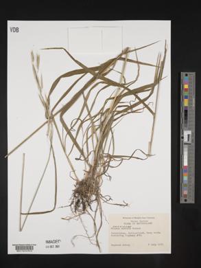 Bromus ramosus image