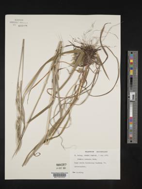 Bromus ramosus image