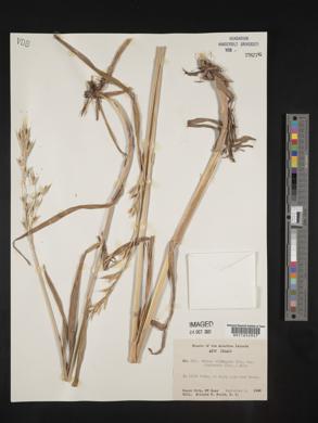 Bromus sitchensis image