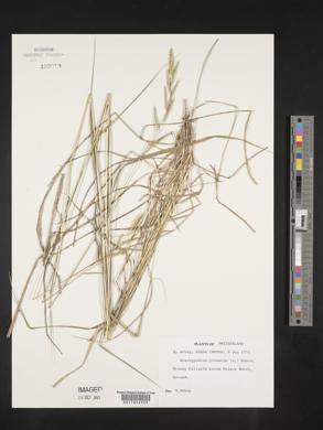 Brachypodium pinnatum image