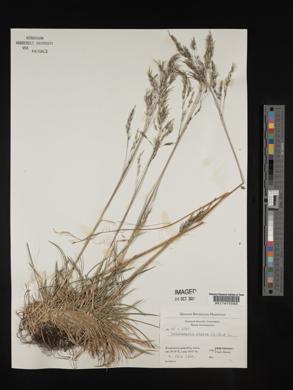 Deschampsia alpina image