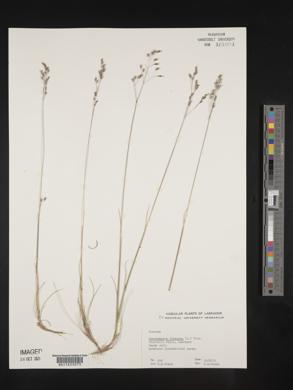 Deschampsia flexuosa image