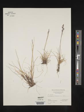 Deschampsia flexuosa image